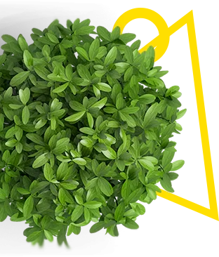 img not found